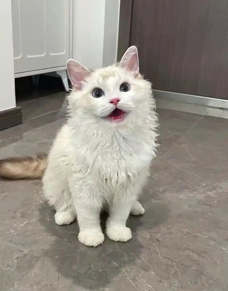 家养猫咪找新家｜诚信交接｜支持验货