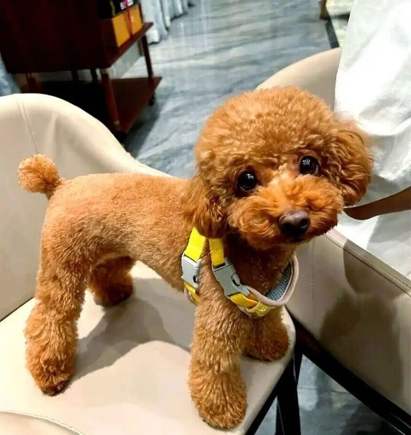 泰迪成犬｜诚信交接｜急出